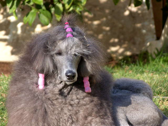 Silver2 Int Ch Kadim Silver Star Movida Poodles South Africa