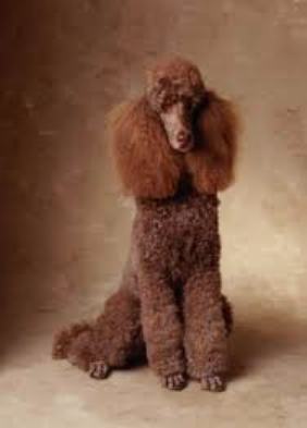 brown poodle