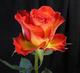 VFL.RU - ��� �����������