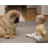 chow & child