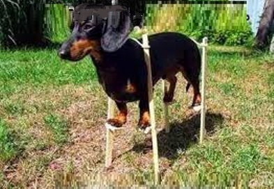 Xochu bit' dobermanom