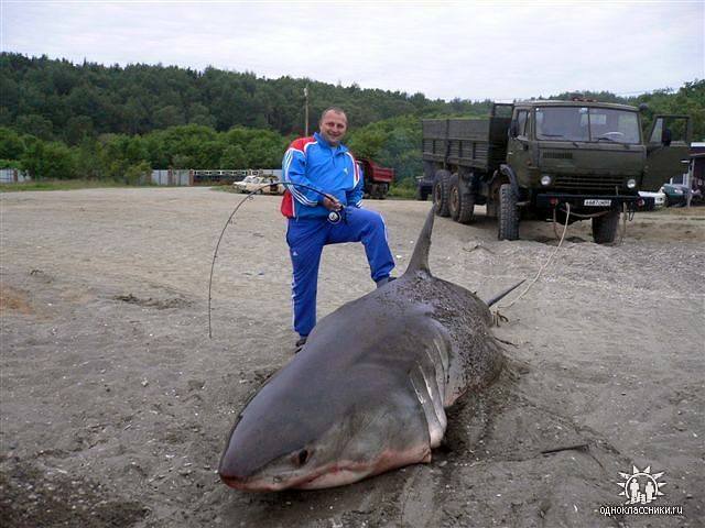 Акула в Аниве В. Кобелев в 2007г нашли дохлую