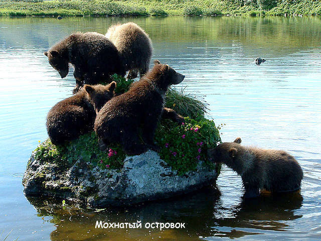 мохнатый островок