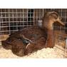 Res%20Heavy%20Duck%20Rouen%20H%20Doerflein