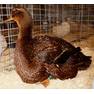 Ch%20Heavy%20Duck%20Rouen%20H%20Doerflein