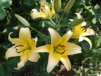 VFL.RU - ваш фотохостинг