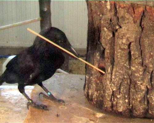 она и инструм пользуется