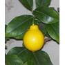 lemon-5