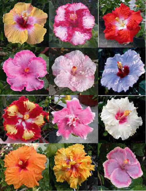 Hibiscus