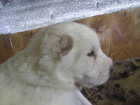 VFL.RU - ваш фотохостинг