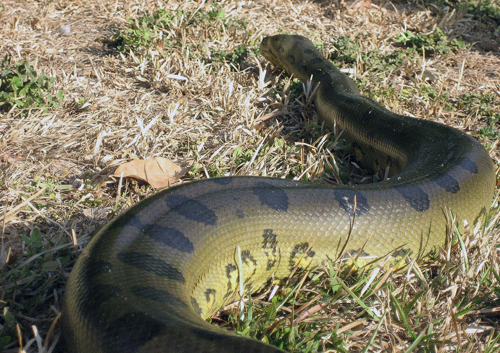 Змея анаконда — крупнейшая современная змея. Её средняя длина — 5-6 метров, а нередко встречаются экземпляры и по 8-9 метров