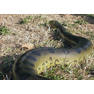 Змея анаконда — крупнейшая современная змея. Её средняя длина — 5-6 метров, а нередко встречаются экземпляры и по 8-9 метров