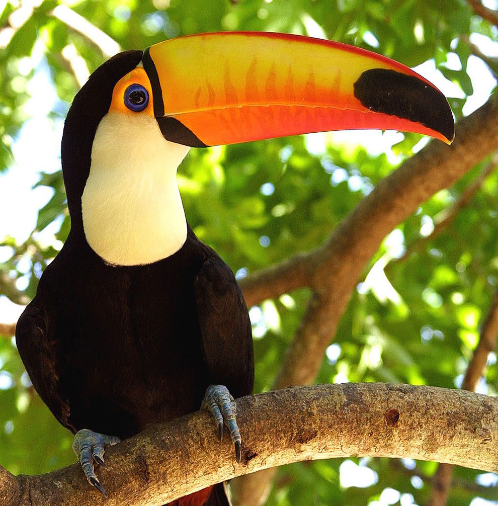 Большой тукан: