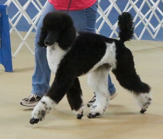 UKC CHAMPION Parker Ts High Caliber Girl2 -Parker T Ranch Poodles