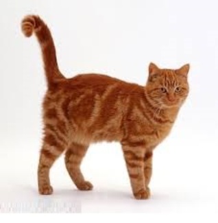 red-mramor cat