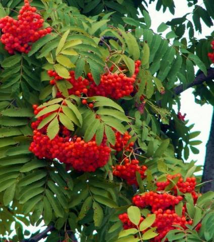 VFL.RU - ��� �����������