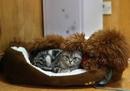 Poodle & cat5