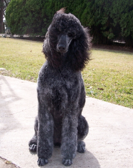 Silver brindle2 Solo Poodles