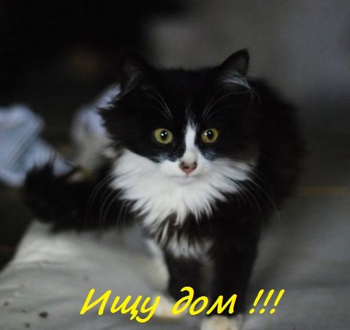 qMkSmyiGxgI
