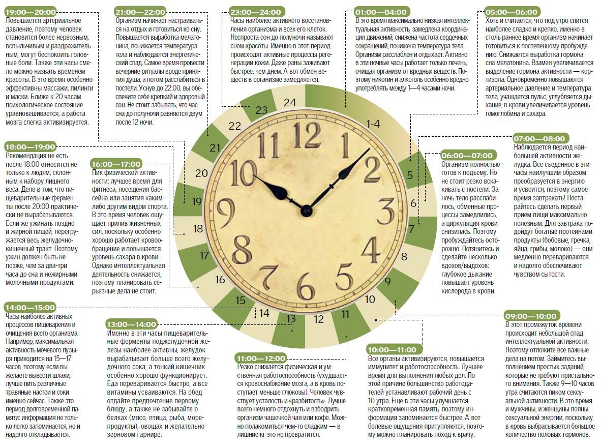 Каждый день в 3 часа дня. Биоритмы внутренних органов человека по часам. Биоритмы органов человека по часам суток таблица. Часы организма человека по часам работы органов. Биологические часы активности органов человека.