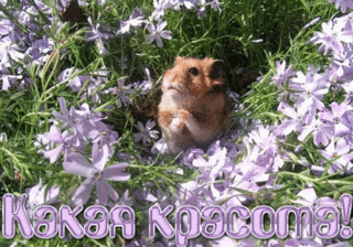 VFL.RU -  