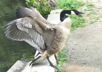 canada-goose attack2