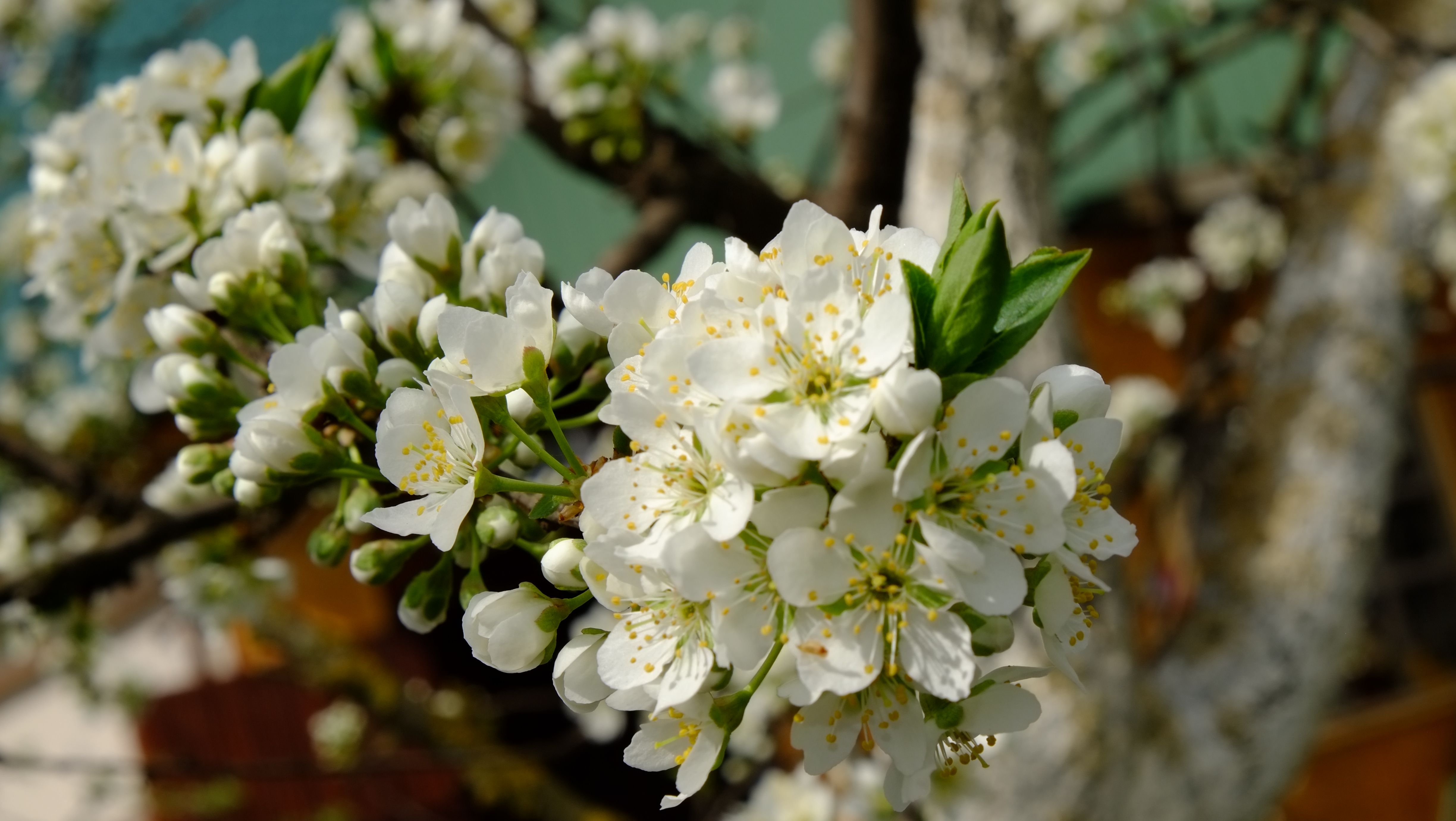 Слива ранняя