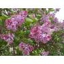 T Lilac22