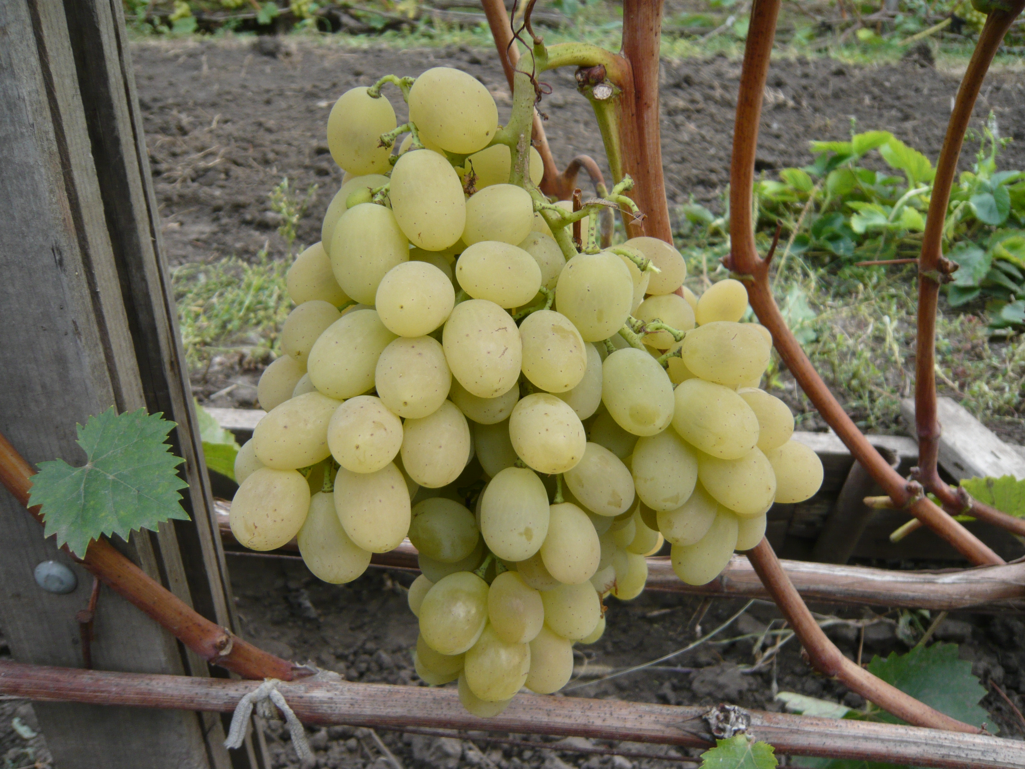 Crystal grape. Агадаи сорт винограда.
