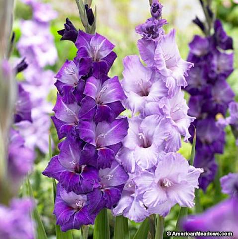 gladiolus blue moon