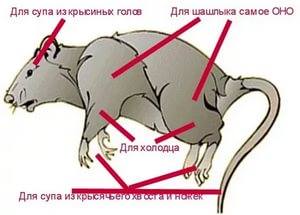 крыса как туша
