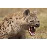 hyena