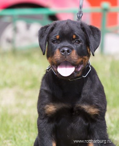 TSAIKH EINER ZIGER ROTTHARBURG 3monthsold portrait1