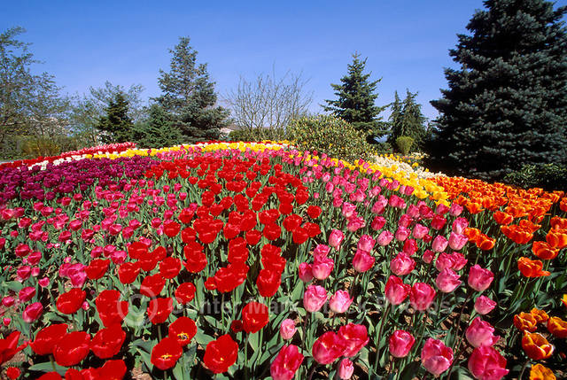 Canadian-Tulip-Festival 12