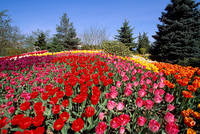 Canadian-Tulip-Festival 12