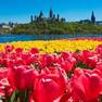 canada tulip A