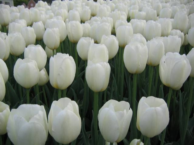 canada tulip8