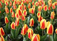 canada tulip9