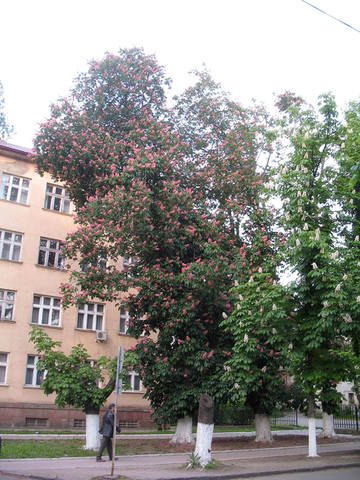 VFL.RU - ваш фотохостинг