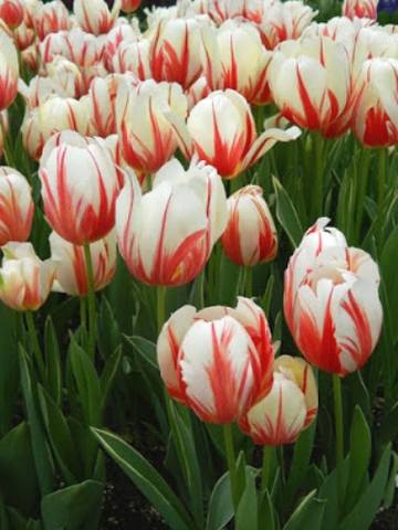 Canada 150 tulip3