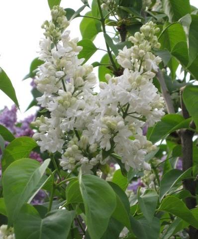 lilac - white