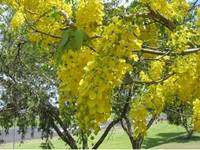 wisteria yellow2