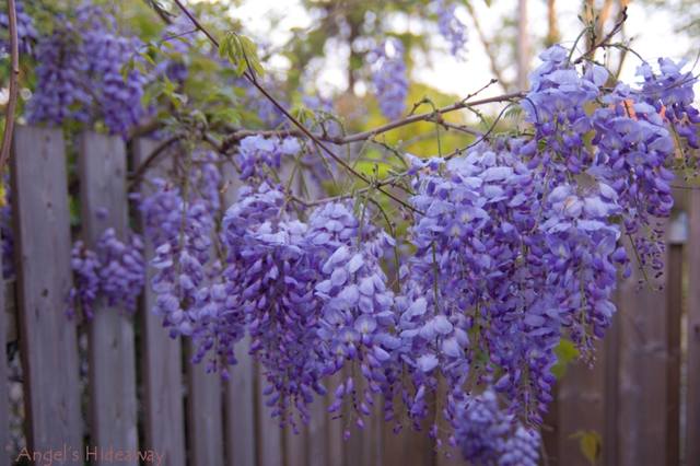 wisteria1