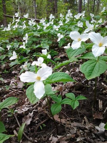Trilliums-white