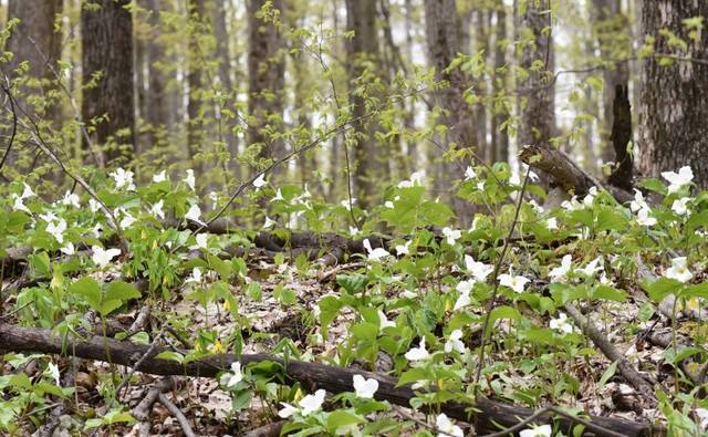 Trilliums White