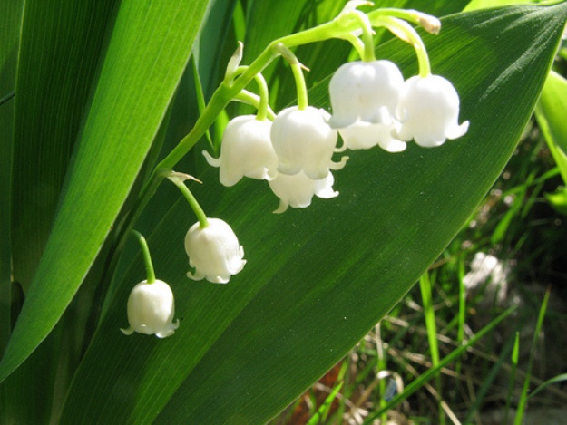 LilyOfTheValley-2