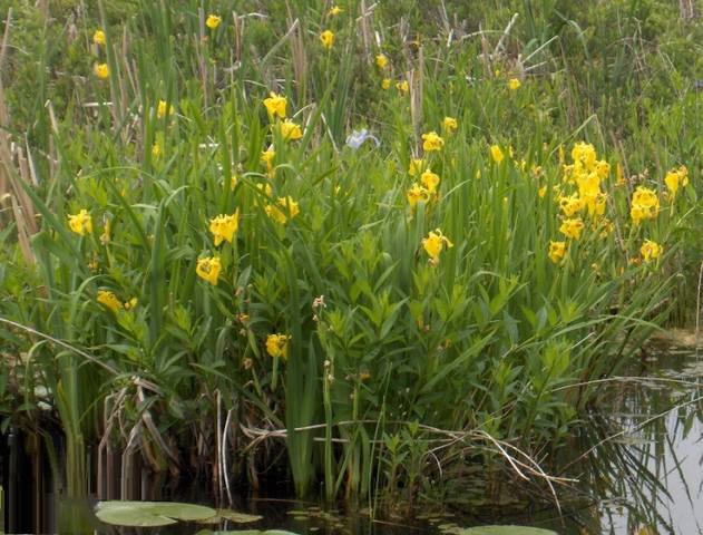 yellow flag iris 1