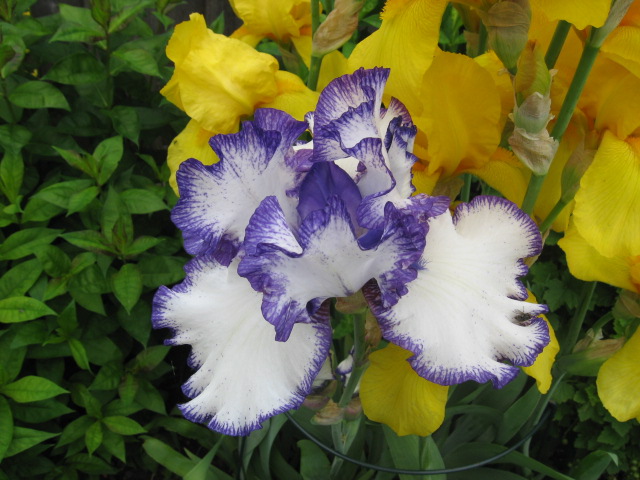 Iris
