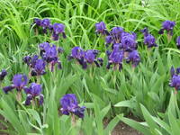 Navy irises
