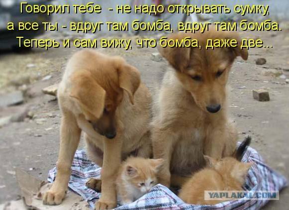 http://images.vfl.ru/ii/1497095155/5b239a3c/17524766_m.jpg
